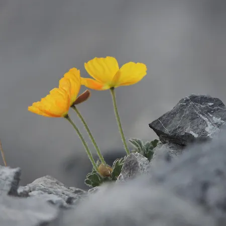 Pirovano בית נופש בורמיו