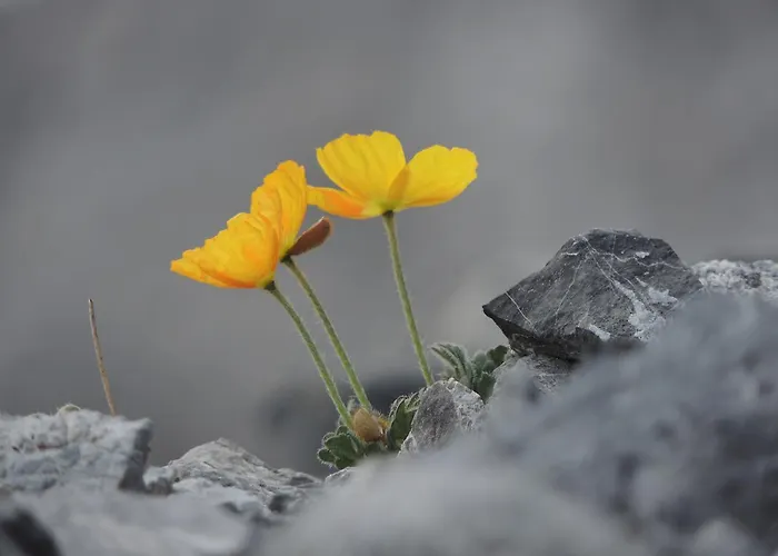 Pirovano 別荘 ボルミオ